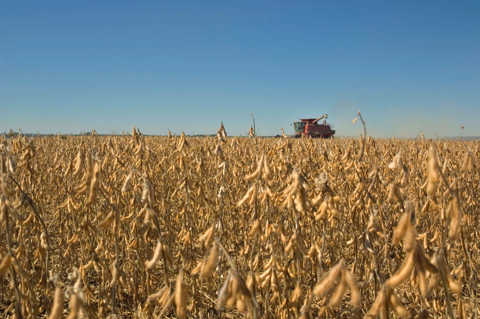 A combine harvesting a field of dry soybeans under a clear sky
